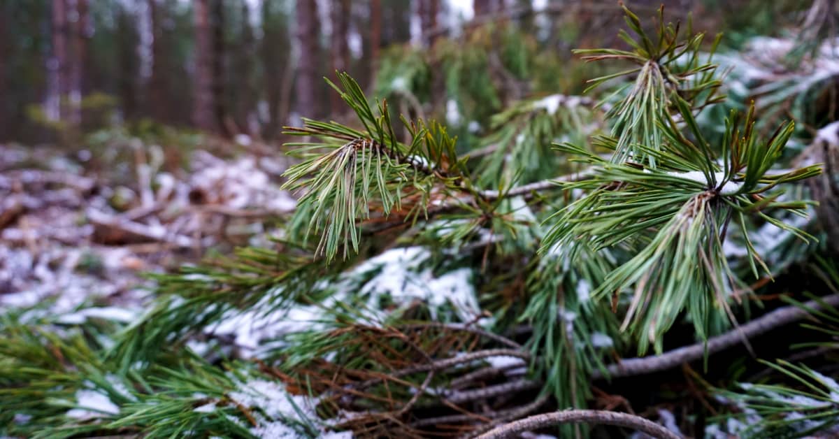 yle.fi