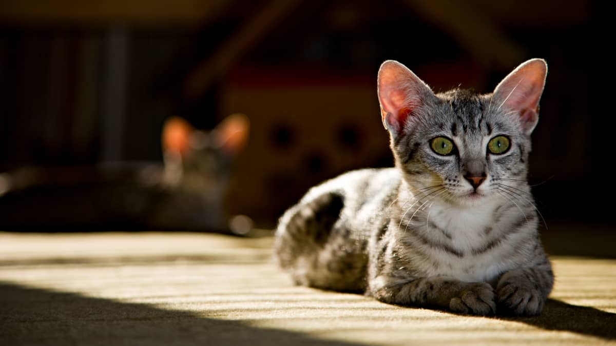 Kissojen luovutusikä nousi 14 viikkoon - myöhäisempi vieroittaminen  vähentää käytöshäiriöitä