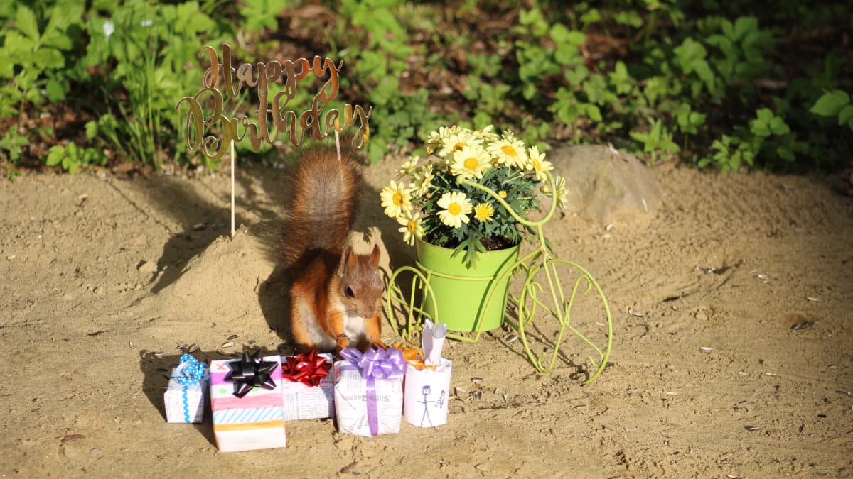 Orava tutkii lahjapaketteja lavastetussa kuvassa. 
