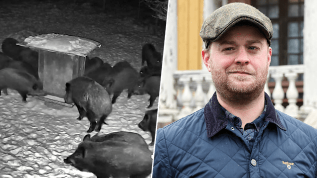 Ett bildkollage som visar vildsvin i ena bilden och en man i den andra bilden.