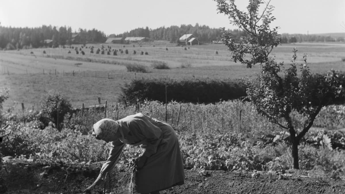 Aino Sibelius puutarhassa, 1940-luku