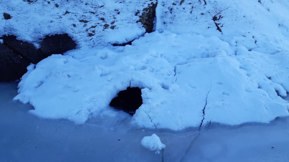 Saimaannorpalle kolattu apukinos Saimaan Lietvedellä. Apukinoksen ympärillä paljon ketunjälkiä.