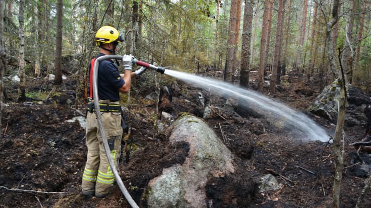 Palomies sammuttaa vesisuihkulla metsää.