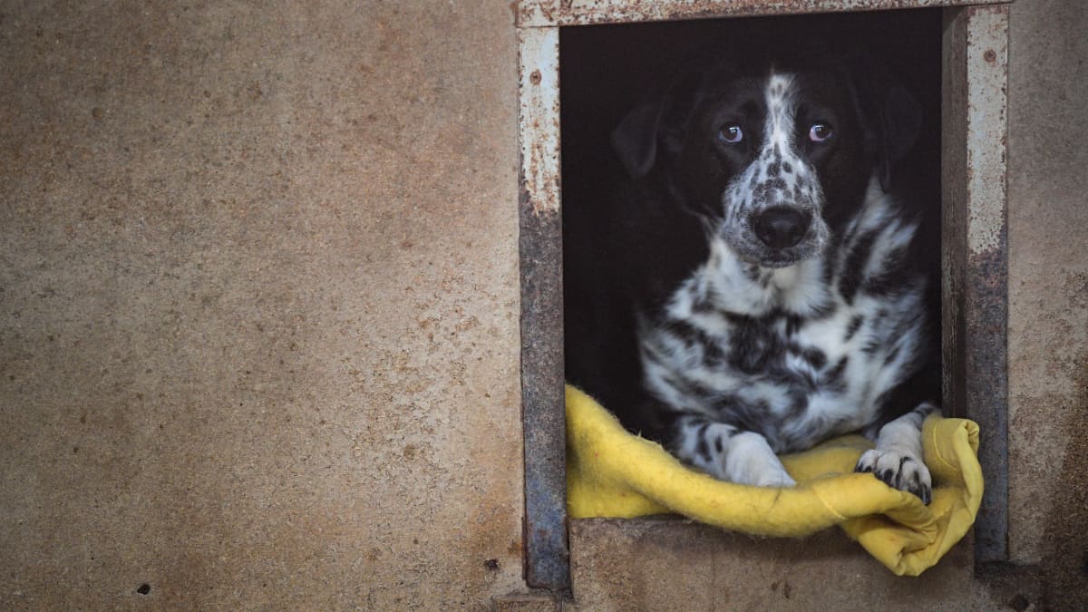 Koiria on jätetty eläinsuojelukeskuksiin viime aikoina ennätysmäärä Britanniassa.n 15 vuoteen.