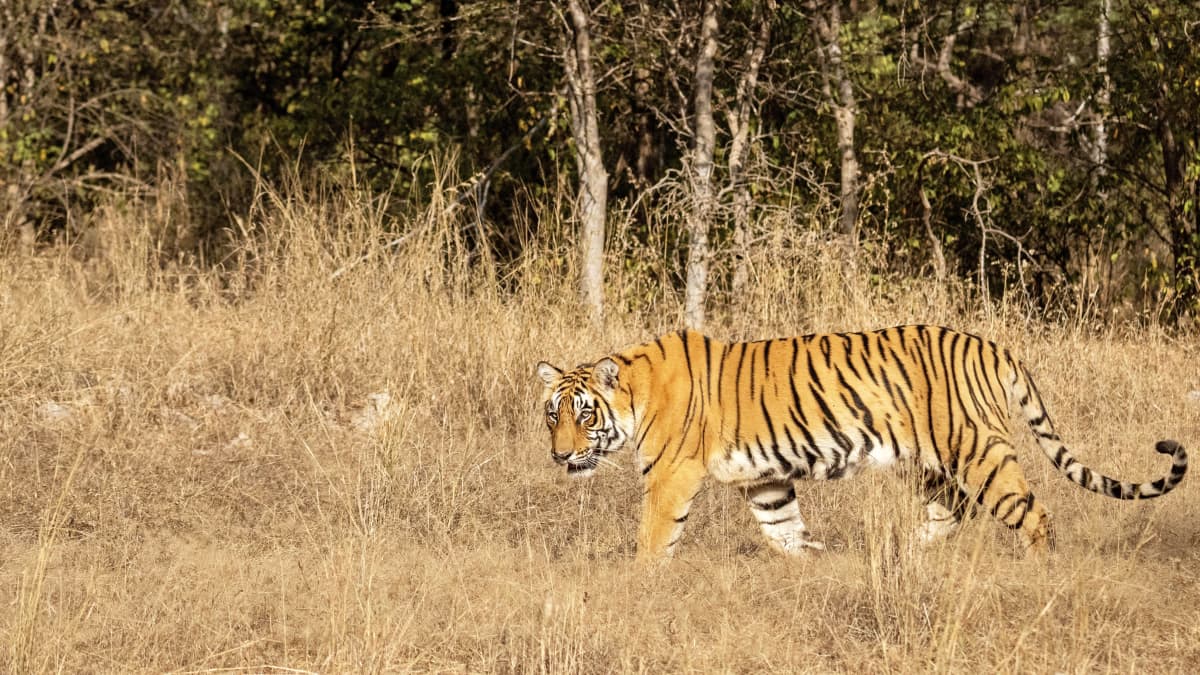 Erittäin uhanalainen tiikeri palaamassa viidakkoon – kanta elpymässä  Intiassa | Yle Uutiset
