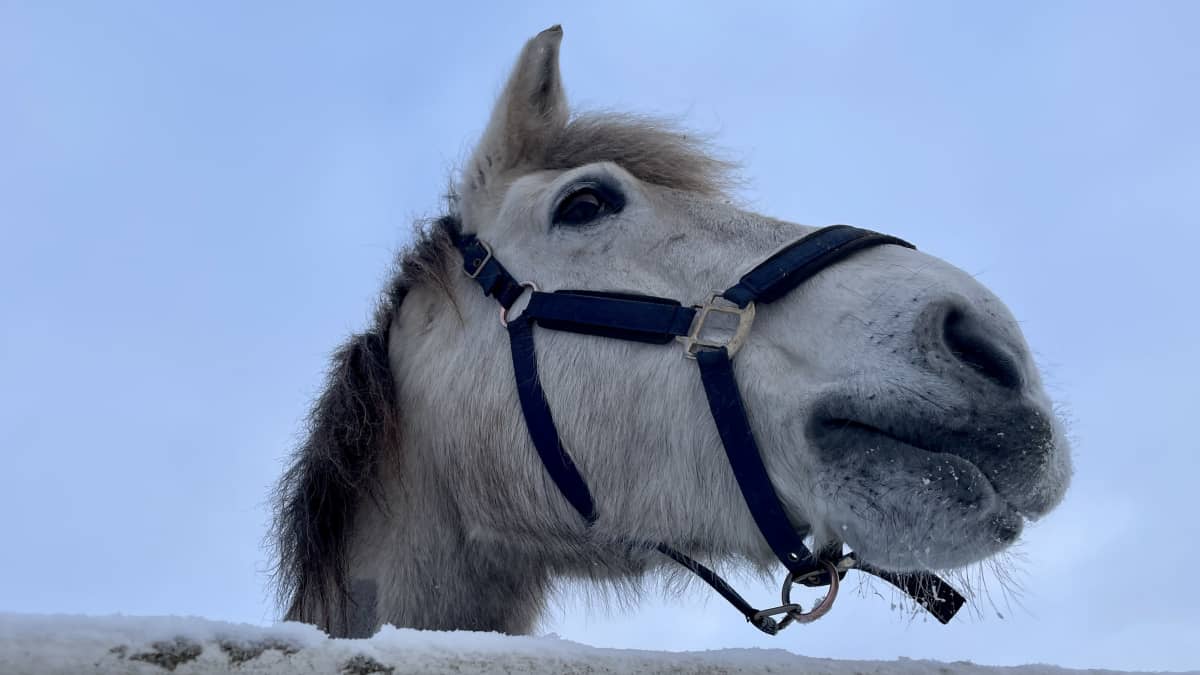 В Херттуала случилась вспышка лошадиного ковида – коня Лассе даже ...