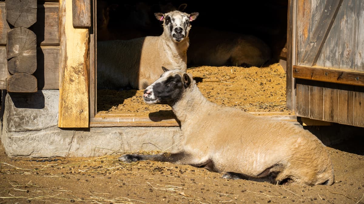 Eläinpuiston villasiat saavat jäätelötuutin päivässä ja alpakat pääsevät  suihkuun – katso, kuinka eläimet pärjäävät helteessä Särkänniemessä
