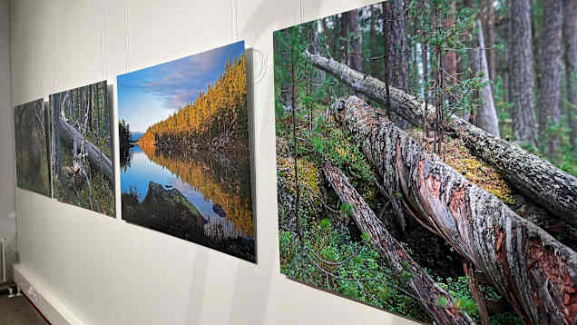 Näyttelyssä esillä olevat luontovalokuvat, joissa kuvataan metsämaisemia ja järvimaisemia.