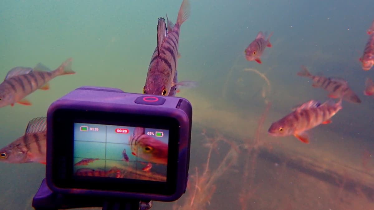 Gopro-kamera kuvaa veden alla ahvenia.