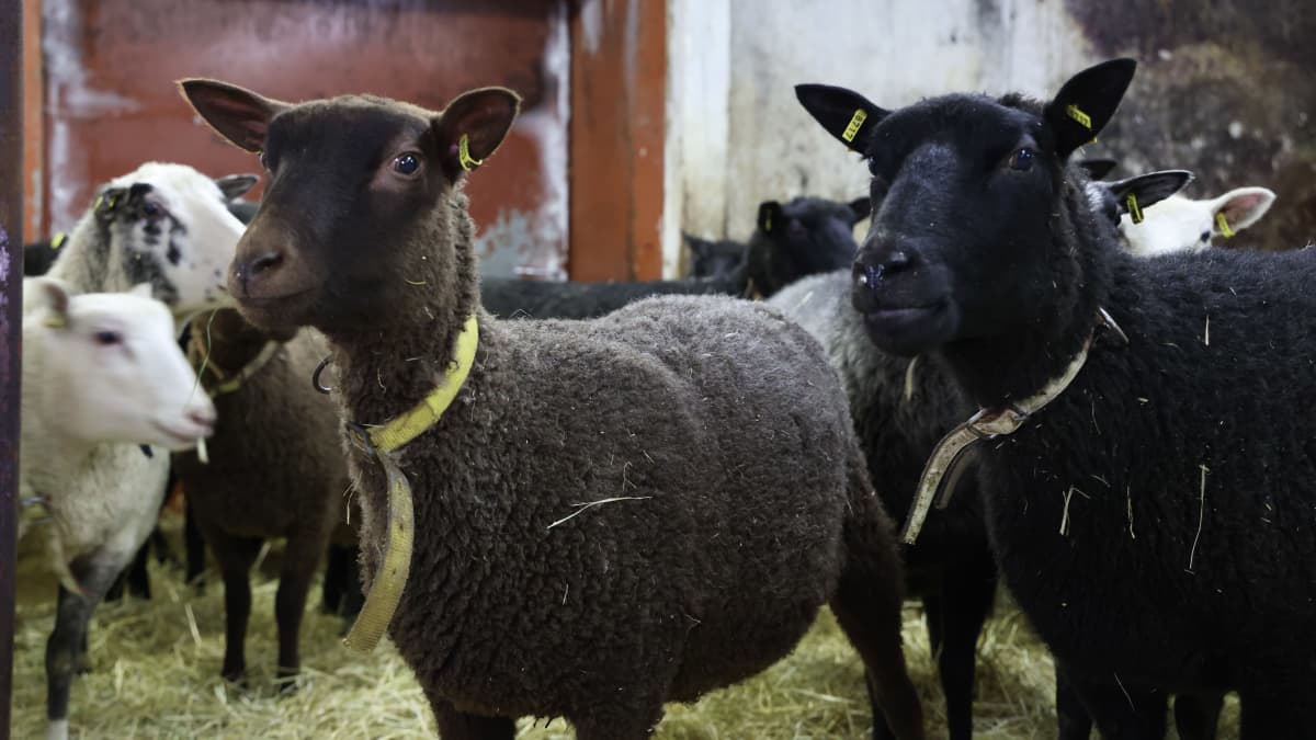 Mustia ja valkoisia lampaita tepastelee heinien päällä lampolassa.