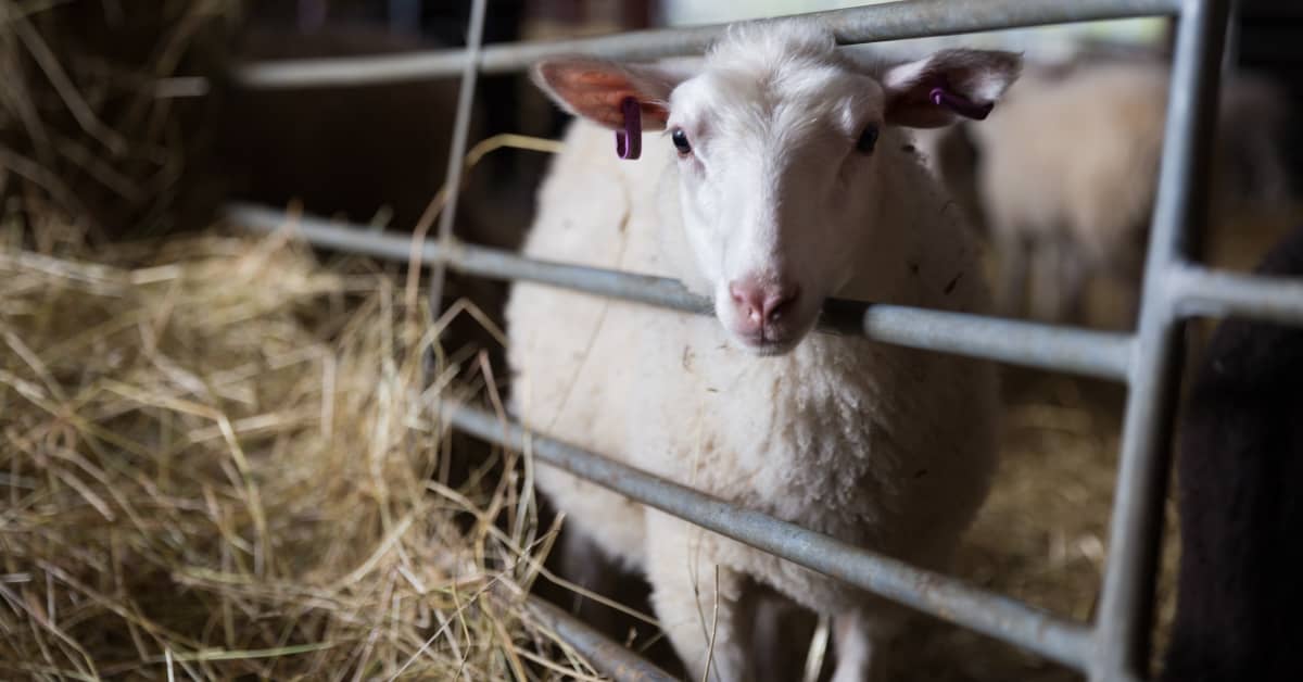 Lampaanlihan suosio kasvaa tasaisesti – taustalla useita syitä