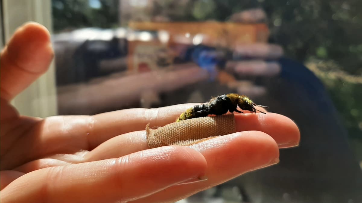 Suomesta löytyi ensimmäistä kertaa Pohjois-Euroopan suurin lyhytsiipinen  hyönteinen – löydön tehnyt Heli Vainio harkitsee sille nimeä 