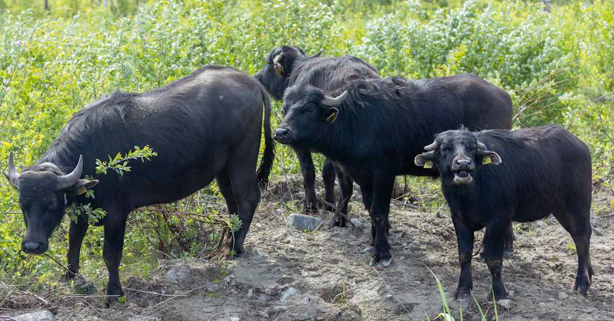 Vesipuhvelit putsaavat kasveja järvestä ja ihmiset saavat katsoa – samat ongelmat kuin eläintarhoissa, varoittaa tutkija