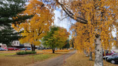 Kajaanin Veteraanipuiston puut ovat syksyn keltaisia.