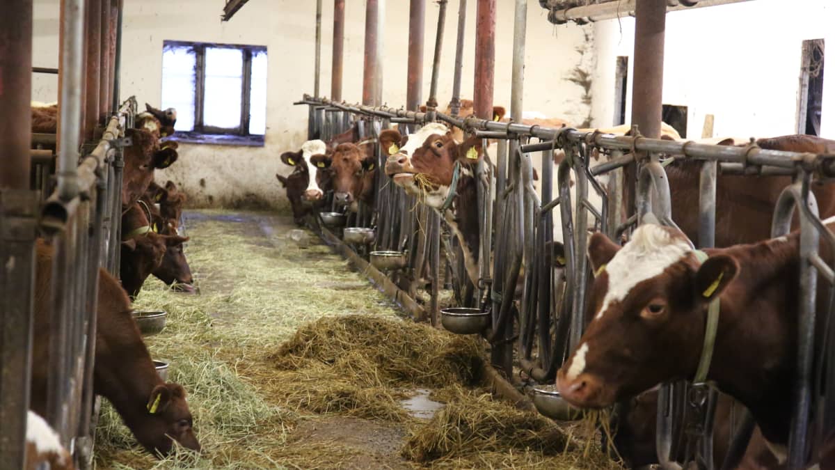 Lehmiä parsinavetassa Paimiossa