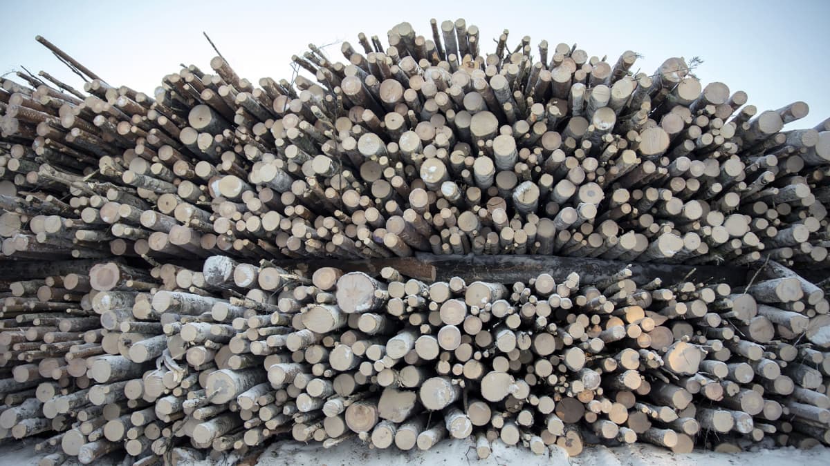 Energiapuuta metsäautotien varressa