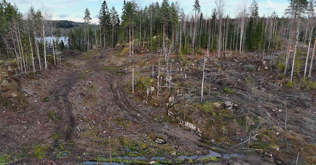 Metsäkoneet tuhosivat arvokkaan noron Nastolassa – viranomainen kehotti korjaustöihin, mutta ei tehnyt rikosilmoitusta