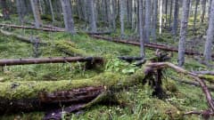 Sammaleen peittämiä kaatuneita puita. Taustalla nuorempaa kuusikkoa.