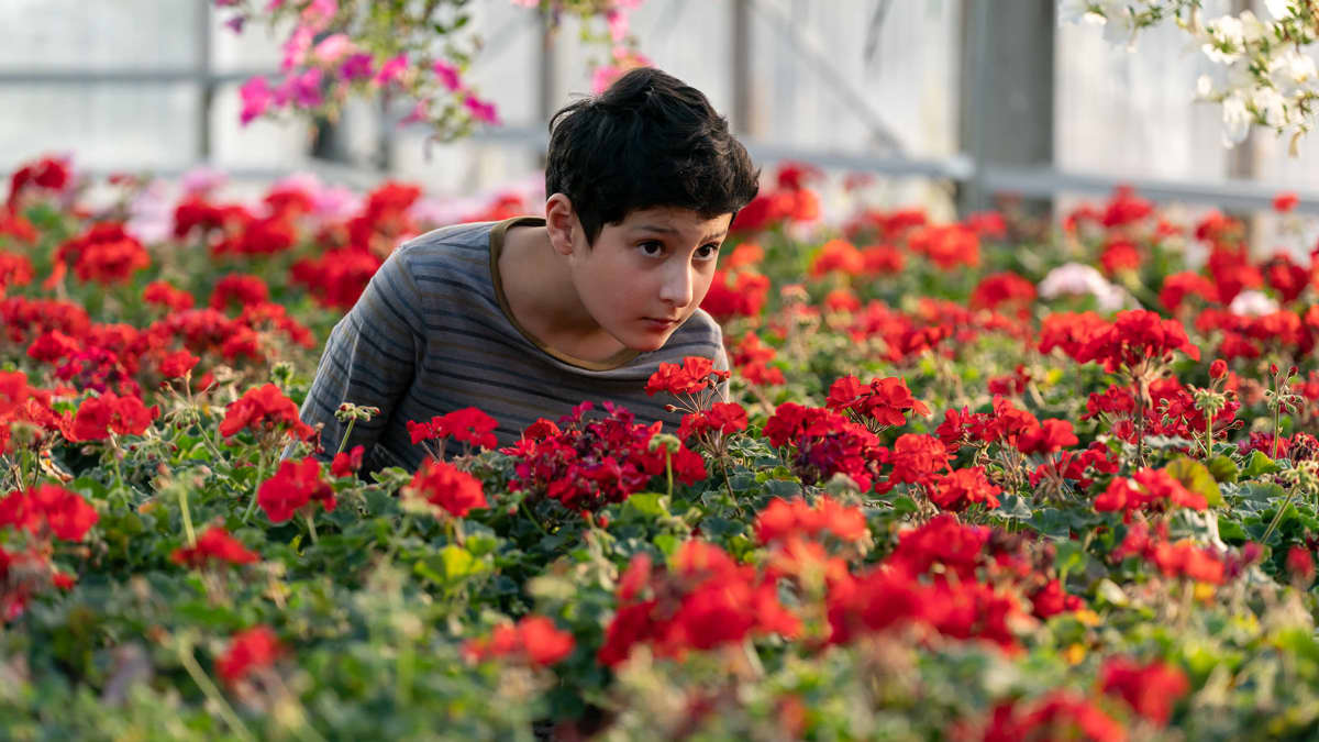 Näyttelijä Aran Sina-Keshvari Raminin roolissa Ensilumi-elokuvassa, pikkupojan ympärillä valtavasti punaisia pelargonioita.