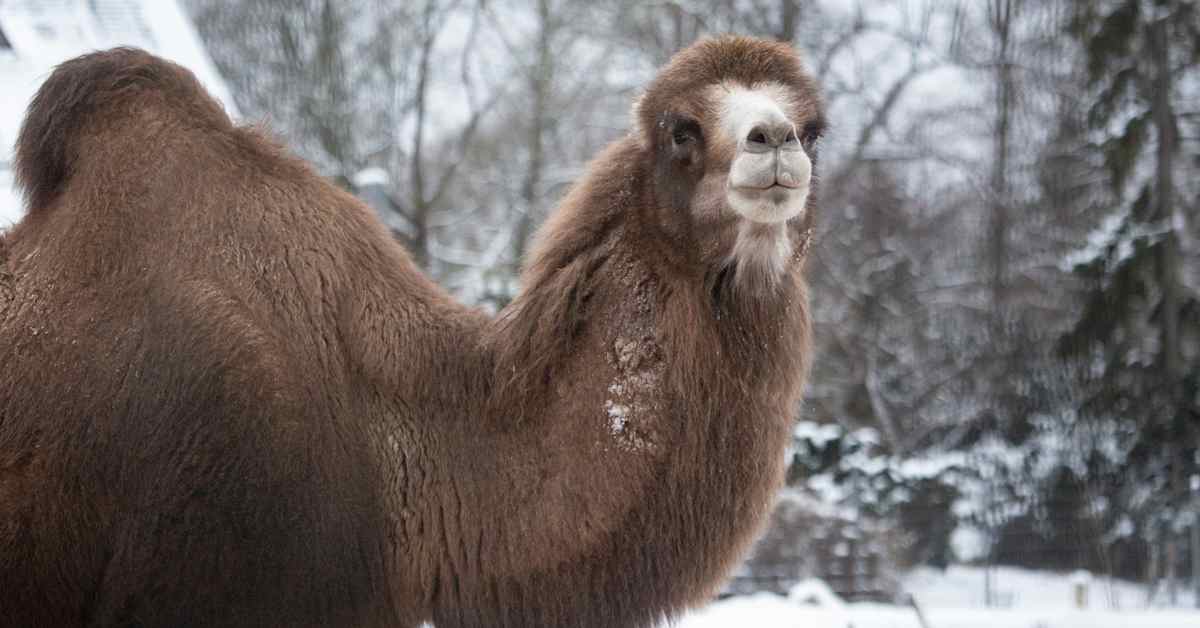 Suurin on joukosta poissa: Korkeasaaren iäkäs Abu-kameli on jouduttu lopettamaan