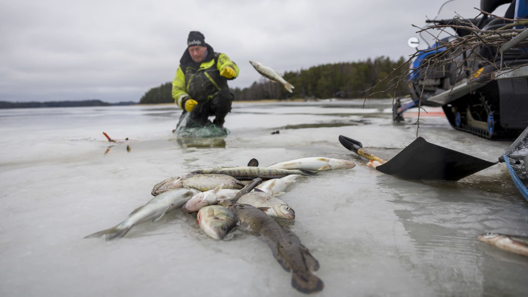 Mikael Lindholm heittää verkosta nostettuja kaloja kauemmas avannosta
