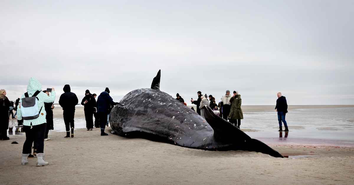 Erikoinen varkaus Tanskassa: rantautuneen kaskelotin leukaluu leikattiin irti ja vietiin