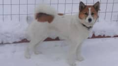 Valko-ruskea koira seisoo lumihangella.