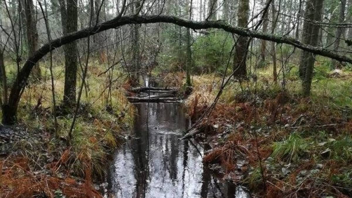 Pieksämäellä sijaitseva Mustosen ja Pyijyn välinen puro