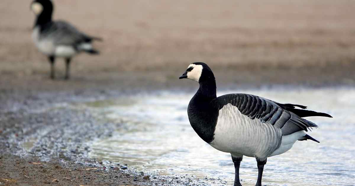 Okay here are a few options for an SEO meta title for quot Helsinki #39 s