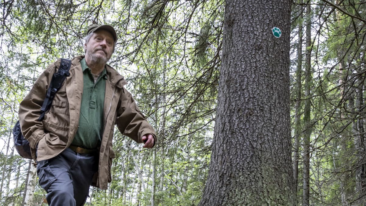Markku Karvonen kävelee metsässä.