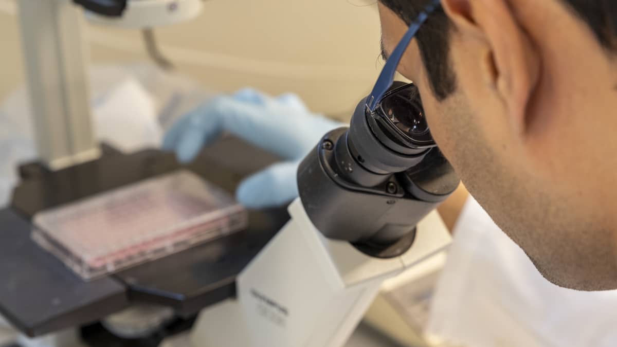 Mies tutkii mikroskoopilla näytettä Jyväskylän yliopiston bio- ja ympäristötieteiden laitoksen laboratoriossa.