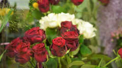 Röda och vita rosor i en blombutik.