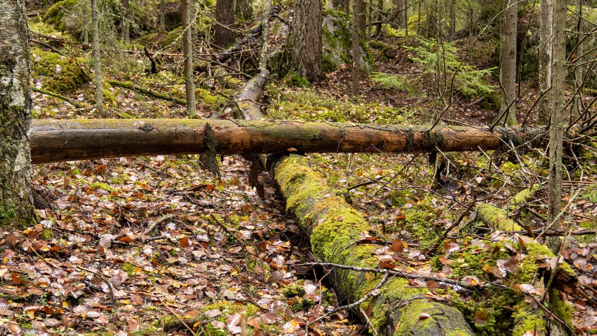 Metsää Pohjois-Karjalassa