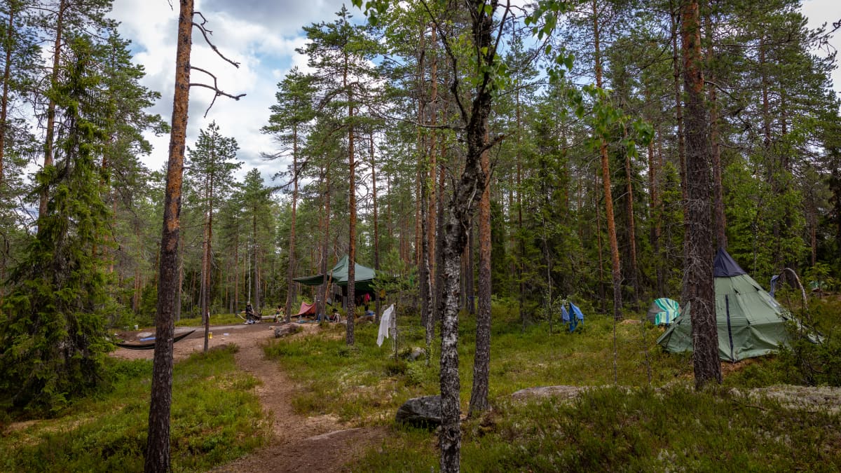 Ting-tapahtuman osallistujien telttoja metsässä. 