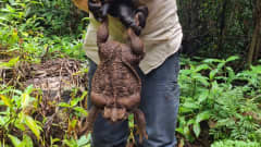2,7 kiloa painava myrkyllinen rupikonna, lempinimeltään Toadzilla, on löydetty retkeilyreitiltä Australiasta.