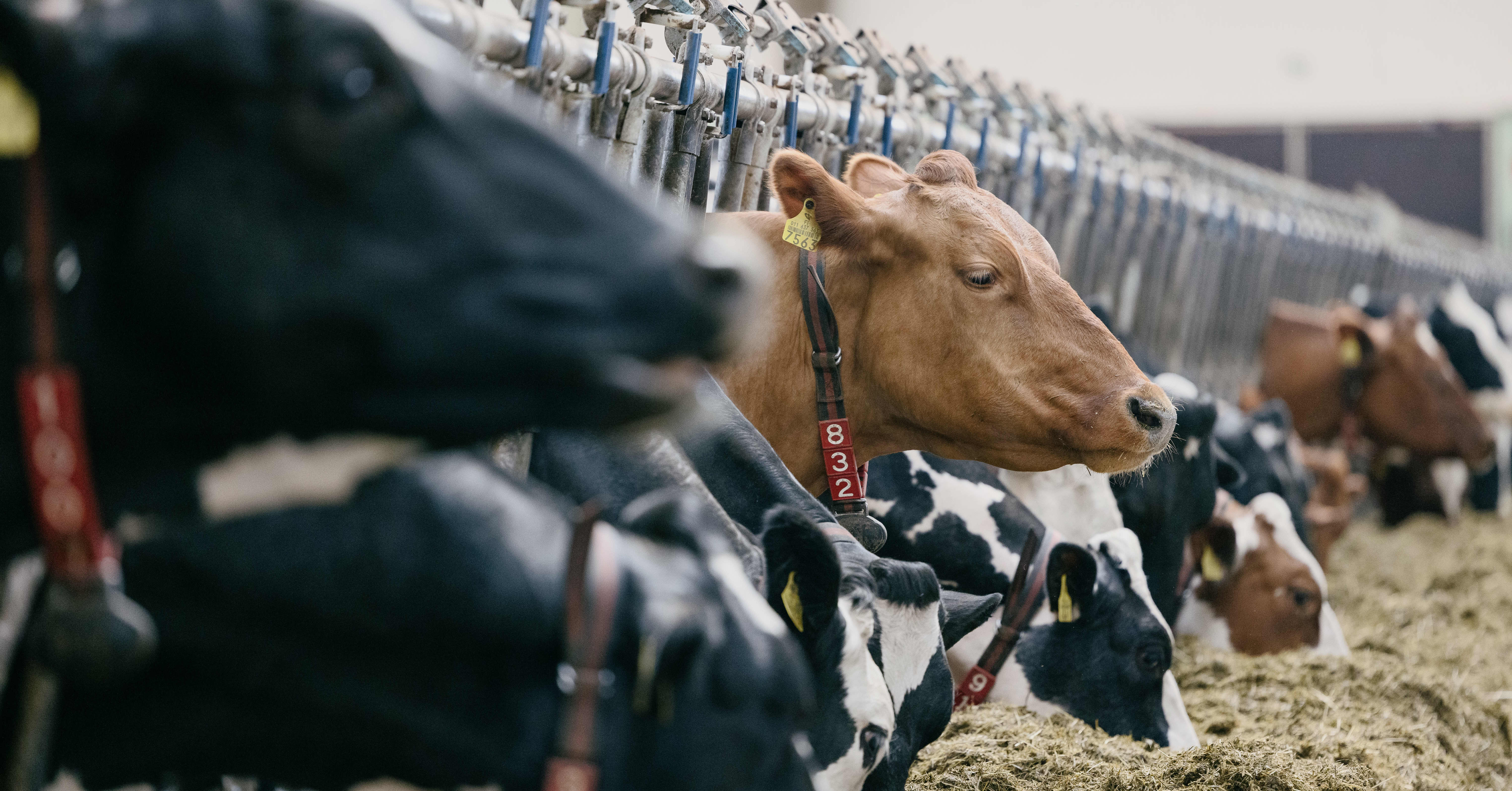 Miten maito voi olla päästötöntä? Ruotsin kuluttaja-asiamies haastoi Arlan oikeuteen maidon mainostamisesta nollapäästöisenä