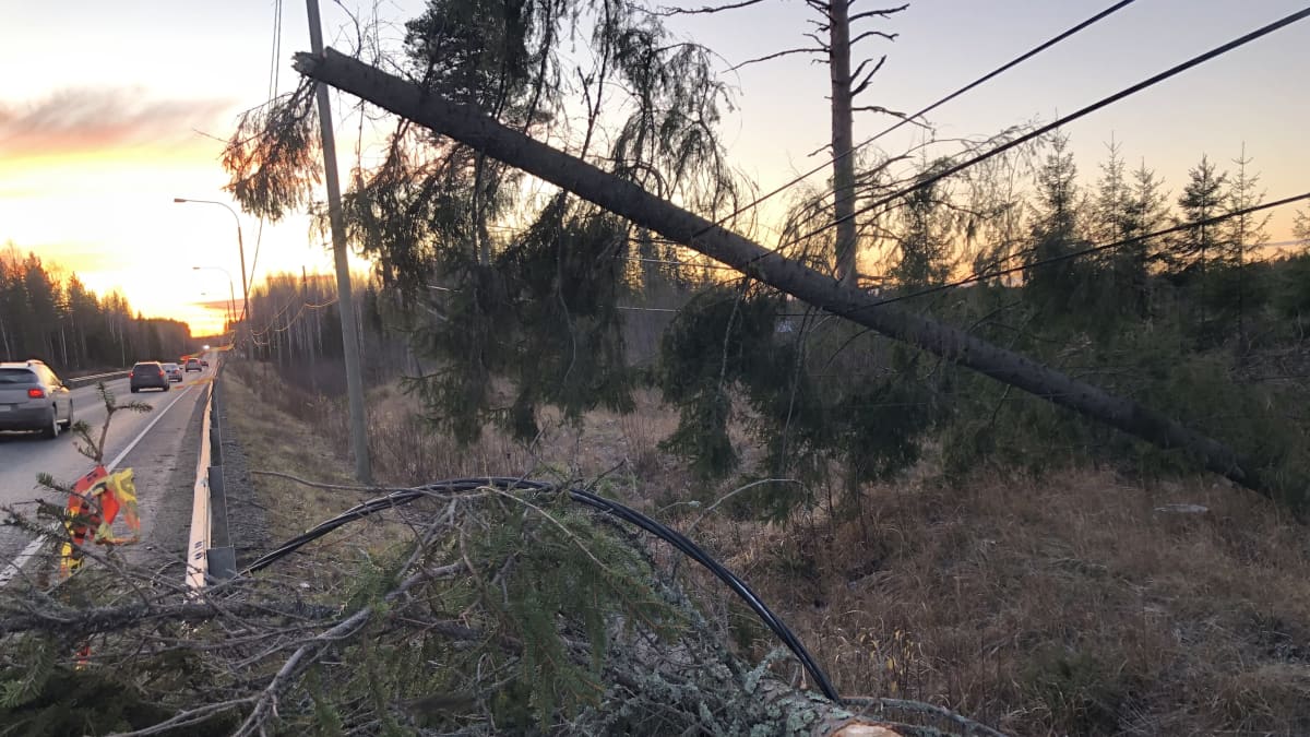 Myrskyn sähkölinjalle kaatama puu viitostien varressa Leppävirralla