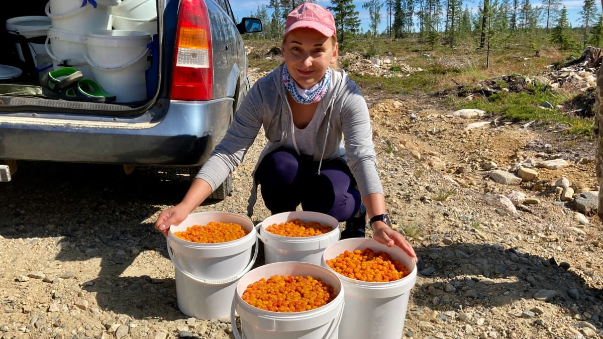 Ukrainalainen marjanpoimija Viktoria Zinkovits edessään neljä täyttä lakkaämpäriä.