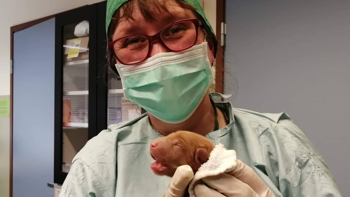 Maskiin ja leikkaussalivaatteisiin pukeutunut naiseläinlääkäri pitelee käsissään vastasyntynyttä koiranpentua. 