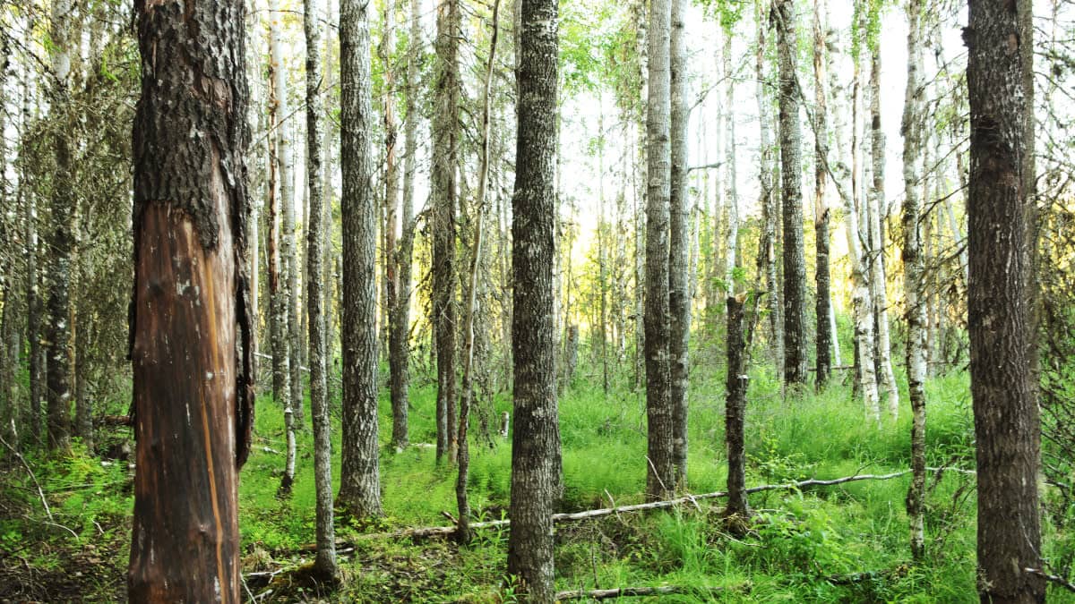 Metsää Puroniityn suojelualueella Vieremällä. Alue on testamentattu Luonnonperintösäätiölle.