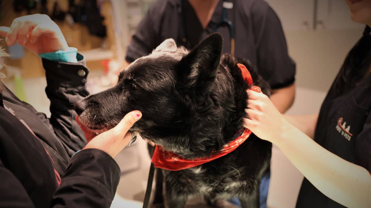 Rescue koira eläinlääkärissä