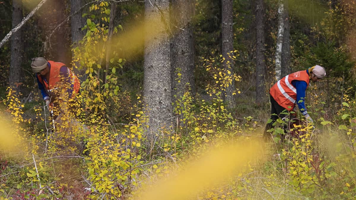 Marjanpoimintaa Kärsämäellä