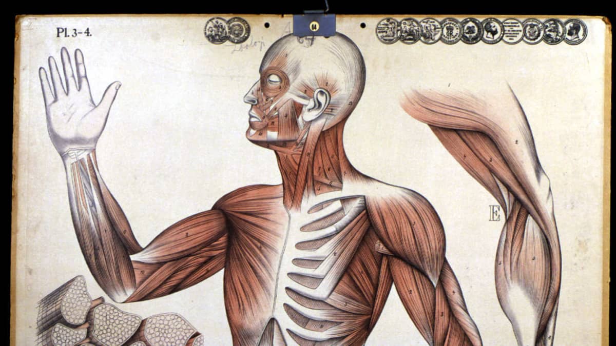 Kuvassa on vanha ihmisen anatomian opetustaulu (Scola 9818) 1900-luvun alusta. 