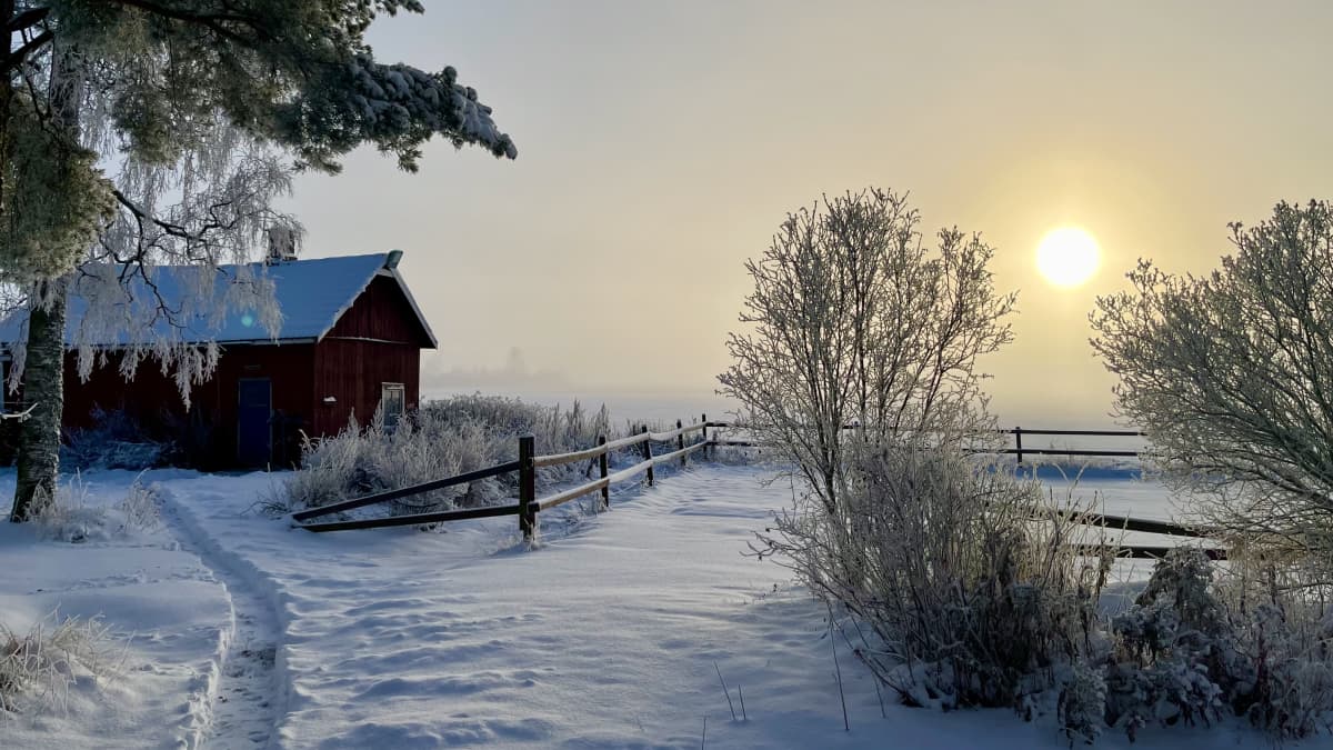 Luminen maisema, kuvan vasemmassa reunassa koivu ja punainen vanha ulkorakennus. Oikealla puinen aita ja lumisia pensaita. Aurinko hohtaa keltaisena lumiusvan takaa. 