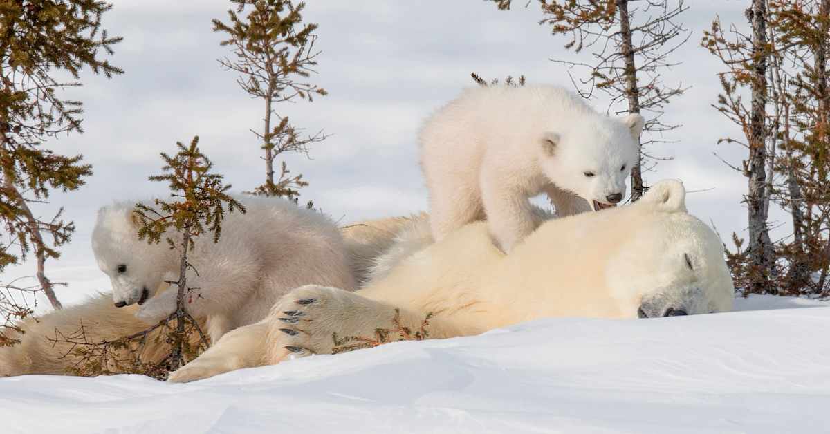 NRK: Jääkarhun taljoista nousi meteli Norjassa – tuodaan Kanadasta, väitetään norjalaisiksi ja myydään kiinalaisille