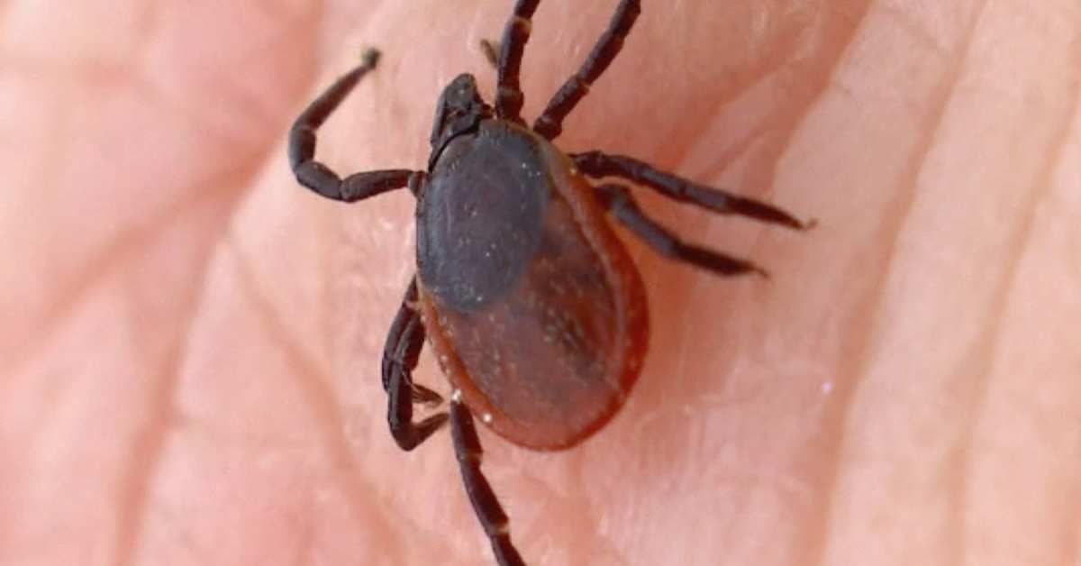 Oululaiset hämmentyivät punkkirokotuksista: Kaakkurin alueella vain osa asukkaista saa rokotteen ilmaiseksi