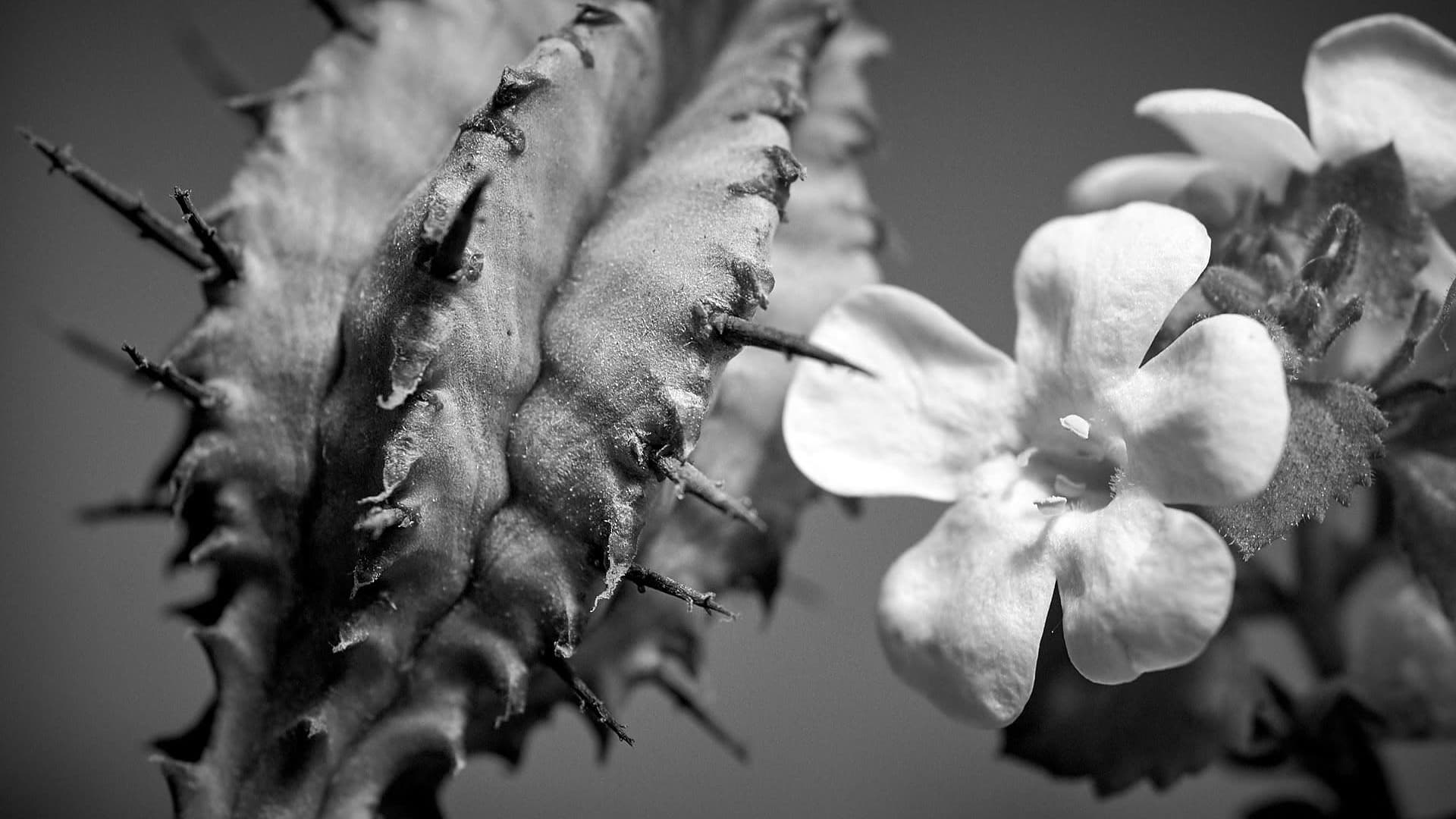 kaktus ja hento valkoinen kukka