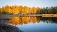 Tyyni järvi ja hiekkaranta, rannalla keltalehtisiä koivuja syysruskan väreissä.