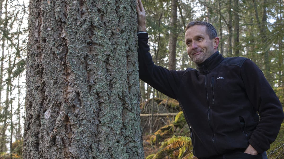 Mustilan Arboretumin toiminnanjohtaja Jukka Reinikainen nojailee douglaskuuseen.