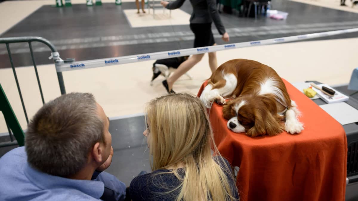 Oikeus kielsi kahden koirarodun jalostuksen Norjassa – Suomen Kennelliiton  asiantuntija: Epäterve jalostus voi siirtyä kontrollin ulkopuolelle